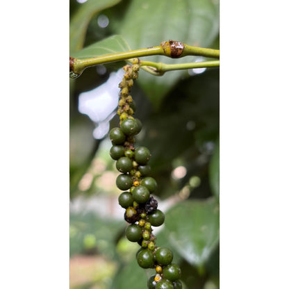 JGE Pfeffer aus Kottayam (Indien)